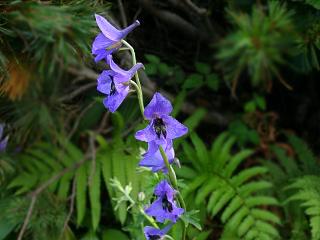 Delphinium himalayai