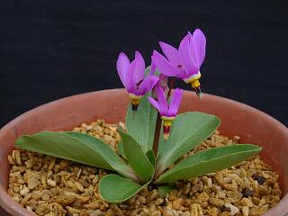 Dodecatheon hendersonii 'Sooke Variety'