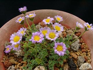 Erigeron compositus v. discoideus