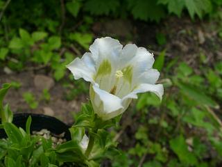 Gentiana angustifolia alba