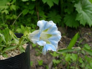 Gentiana angustifolia alba