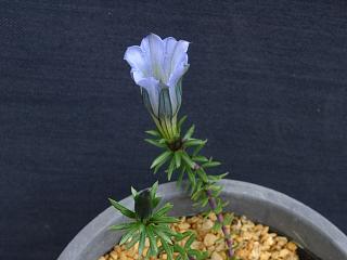 Gentiana hexaphylla