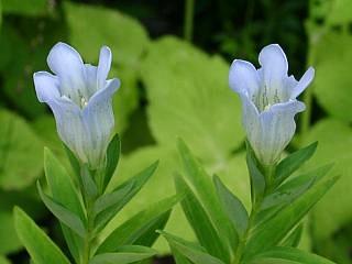 Gentiana 'Alm Blue Ice'