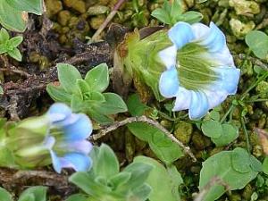 Gentiana depressa
