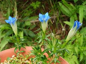 Gentiana prolata