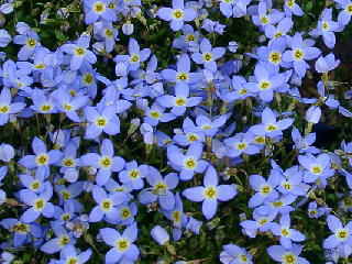 Houstonia_ 'Alm Blue'