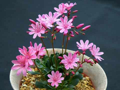 Lewisia 'George Henley'