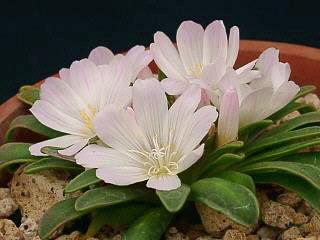 Lewisia brachycalyx 'Rosea'