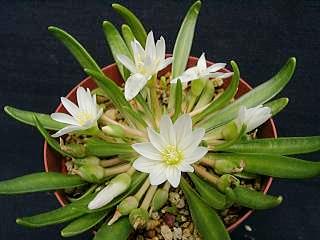 Lewisia nevadensis