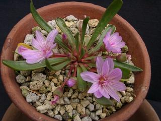 Lewisia rediviva x pygmaea