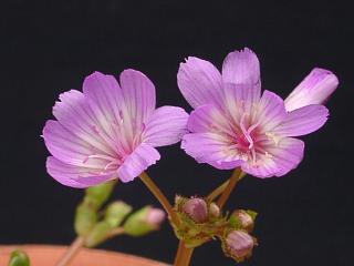 Lewisia stebbinsii