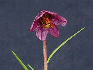 Lilium nanum