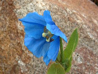 Meconopsis grandis