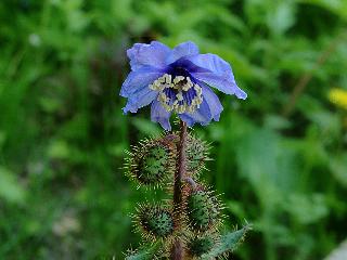 Meconopsis horridula