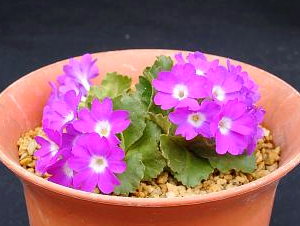 Primula hirsuta