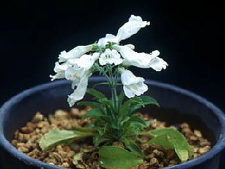 Penstemon hirsutus'Minimus Albus'