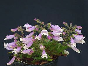 Penstemon hirsutusv. pygmaeus