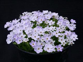 Phlox@douglasiieJDADHibbersonf