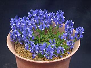 Polygala calcarea 'Lillet'