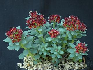 Rhodiola caespitosa f. humilis