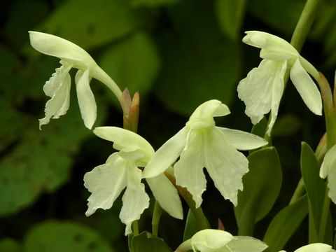 Roscoea cautleoides