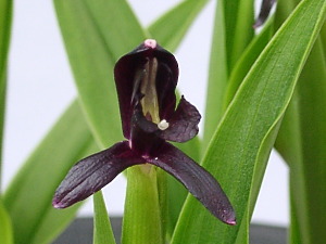 Roscoea scillifolia 'Black form'