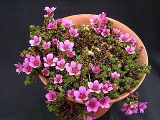 Saxifraga oppositifolia 'Latina'