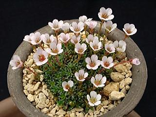 Saxifraga irvingii 'Jenkinsiae'