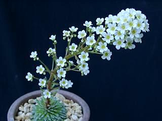 Saxifraga longifolia