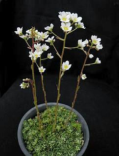 Saxifraga paniculata ssp. brevifolia