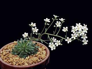 Saxifraga 'Southside Seedling' 