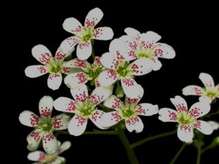 Saxifraga 'Southside Seedling'