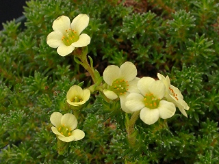 Saxifraga 'Tysoe'