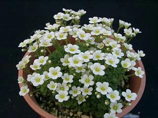 Saxifraga pubescens 'Snowcap'