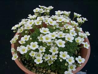 Saxifraga pubescens 'Snowcap'