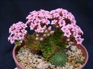 Sedum pilosum