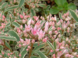 Sedum_spurium_variegata