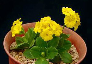 Primula auricula ssp. albocincta