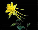Aquilegia chrysantha