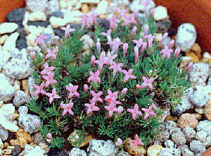 Asperula sintenisii