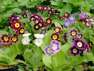 Auriculas