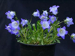 Campanula tridentata