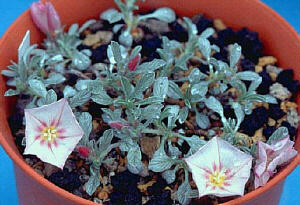 Convolvulus boissieri