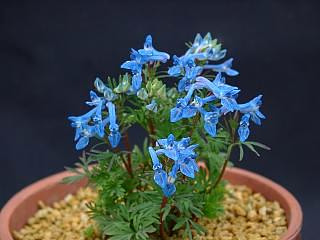 Corydalis cashmeriana