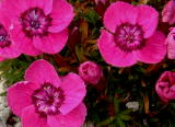 Dianthus alpinus