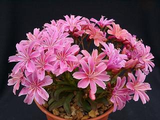 Lewisia  'Little Plum'