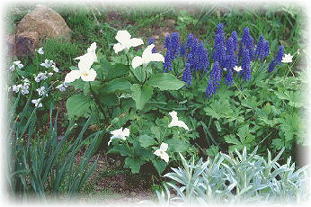 Trillium grandiflorum