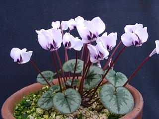 Cyclamen coum f. pallidum