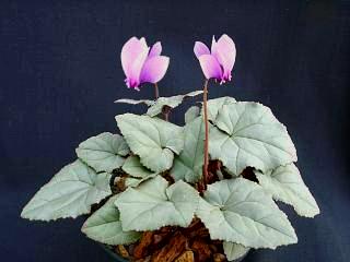 Cyclamen hederifolium 'Nettleton Silver'