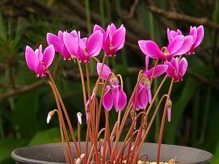 Cyclamen hederifolium 'Ruby Glow'